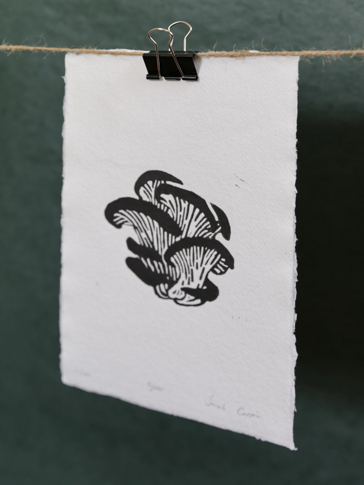 Oyster Mushroom B&W
