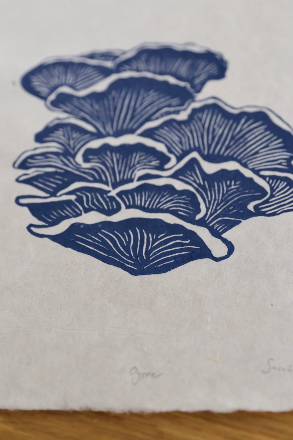 Blue Oyster Mushroom