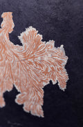 Schizophyllum Commune