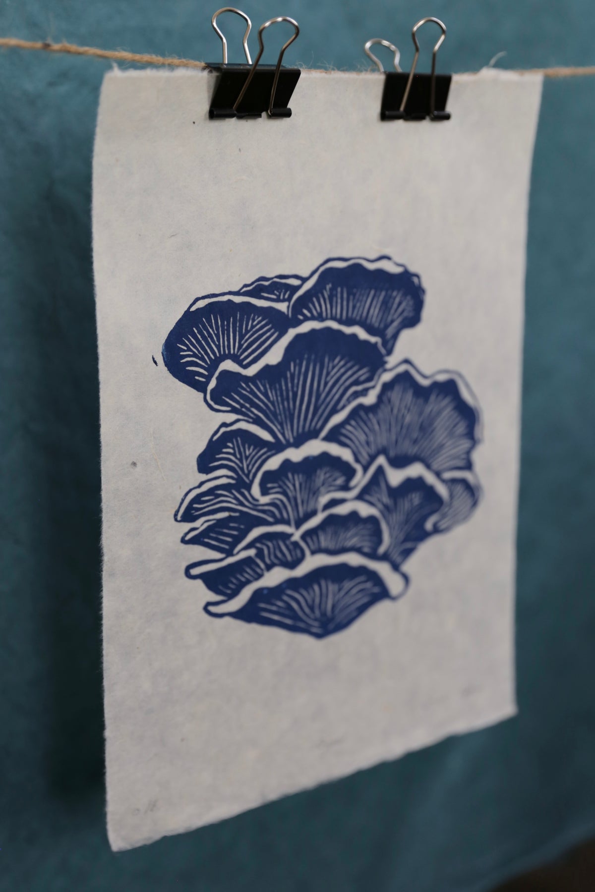 Blue Oyster Mushroom