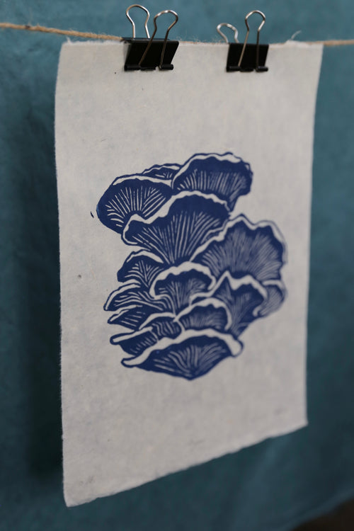 Blue Oyster Mushroom