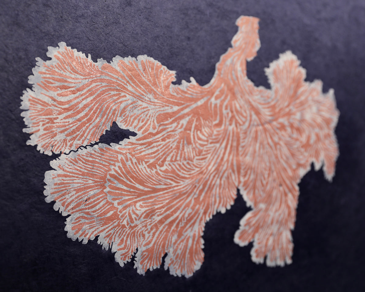 Schizophyllum Commune