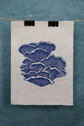 Blue Oyster Mushroom
