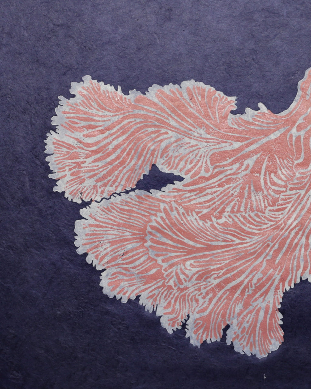 Schizophyllum Commune