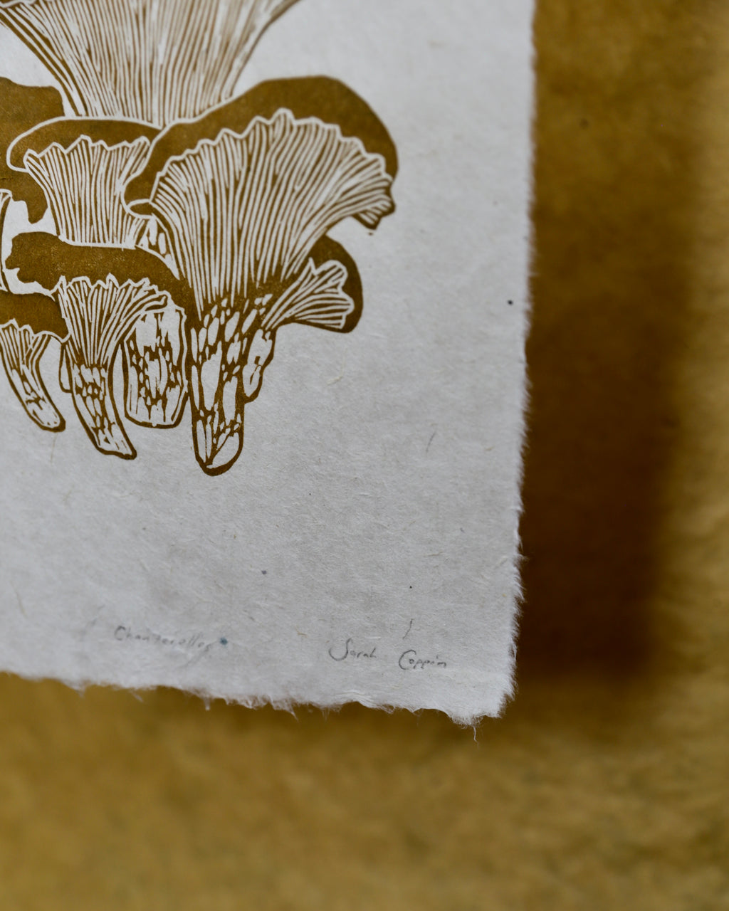 Chanterelles