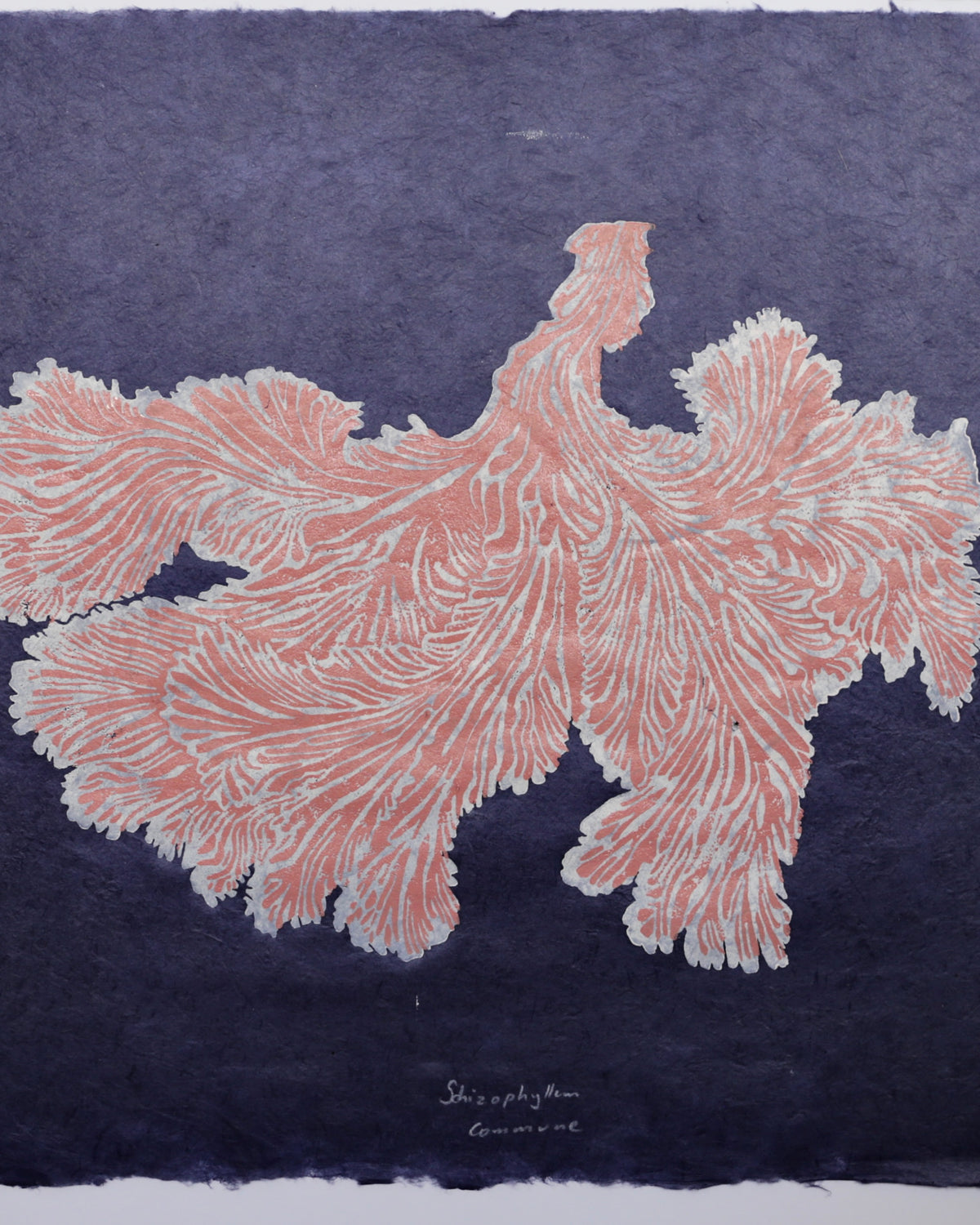 Schizophyllum Commune
