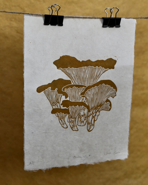 Chanterelles