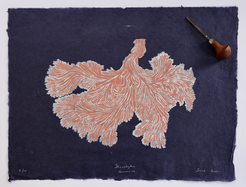 Schizophyllum Commune