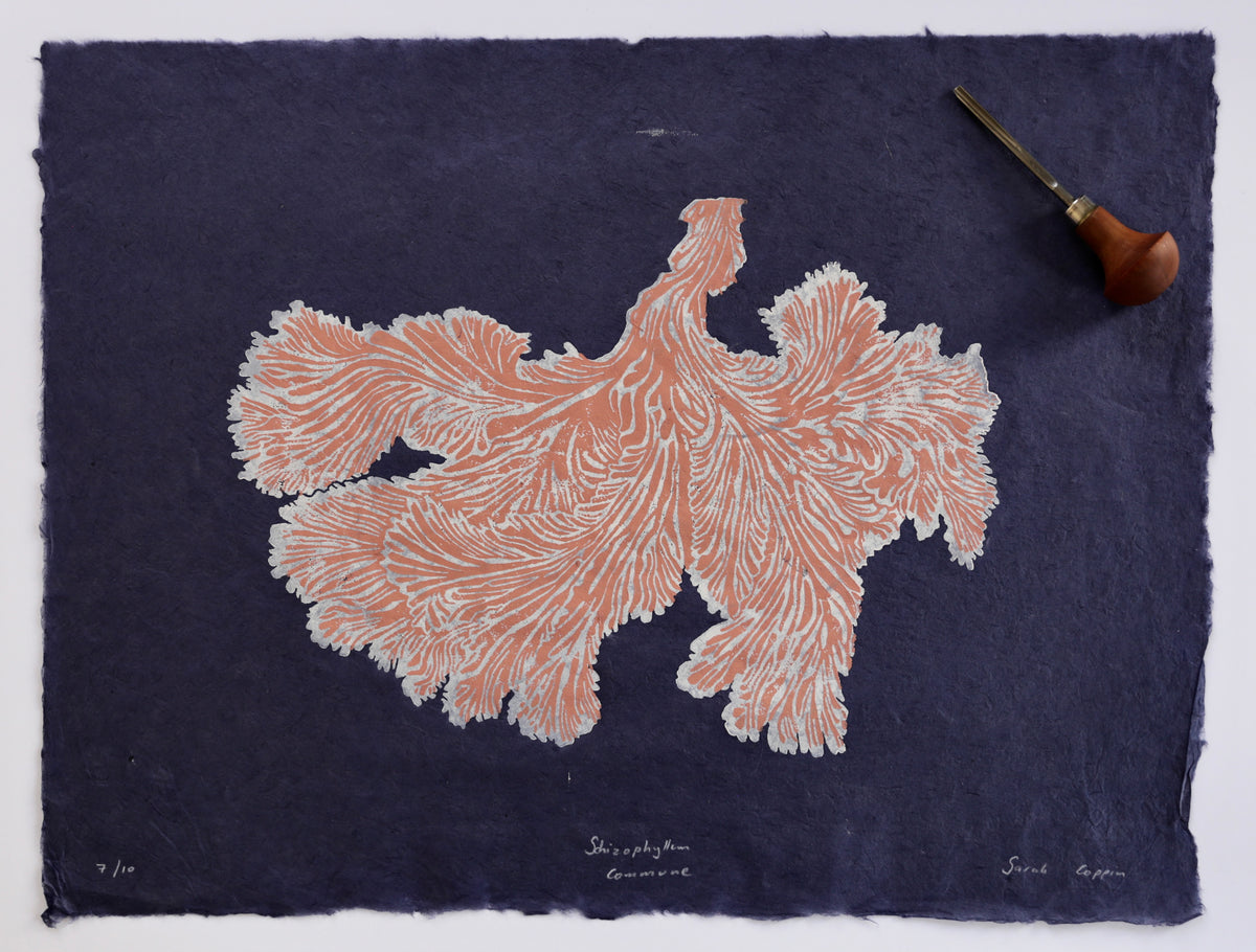 Schizophyllum Commune