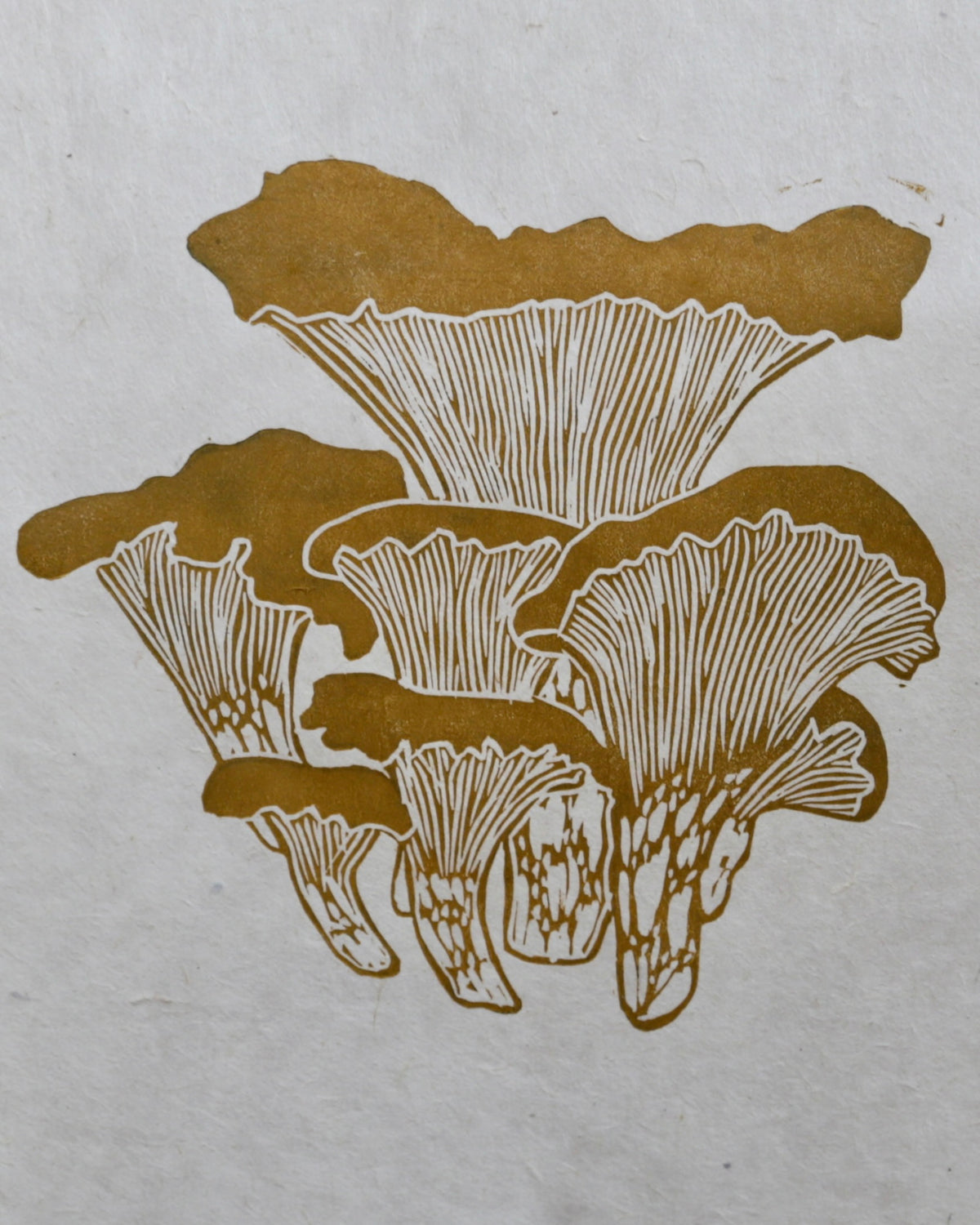 Chanterelles