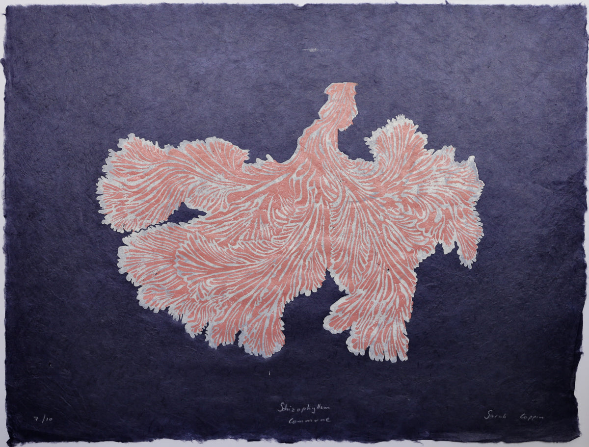 Schizophyllum Commune