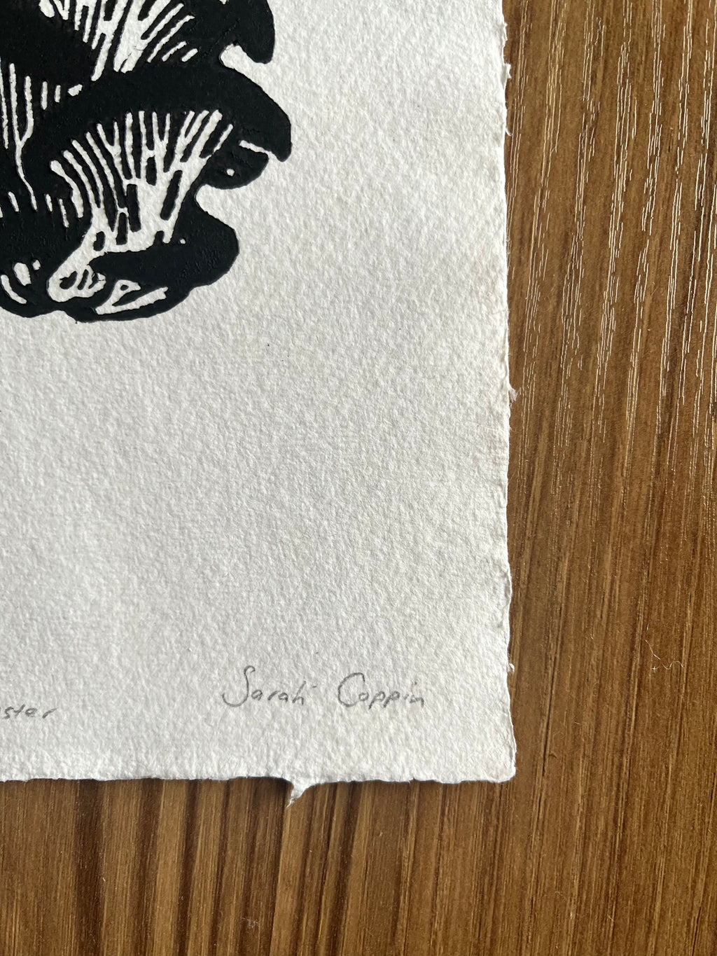 Oyster Mushroom B&W (A5)