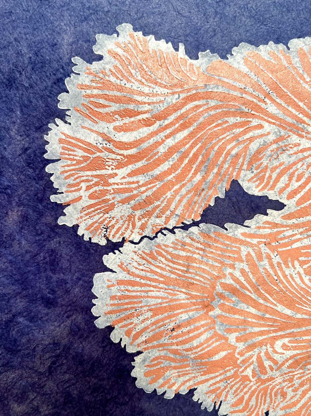 Schizophyllum Commune