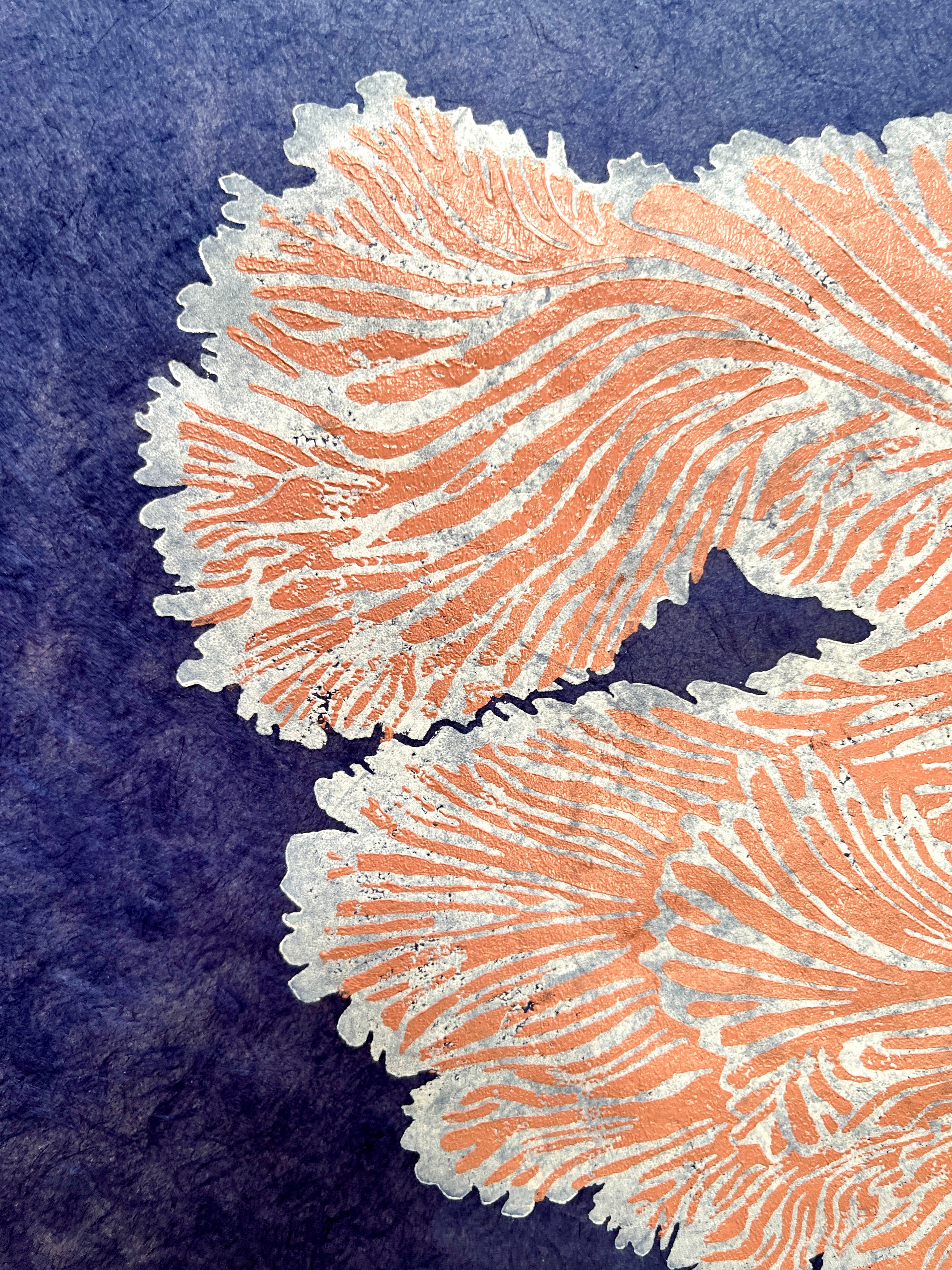Schizophyllum Commune