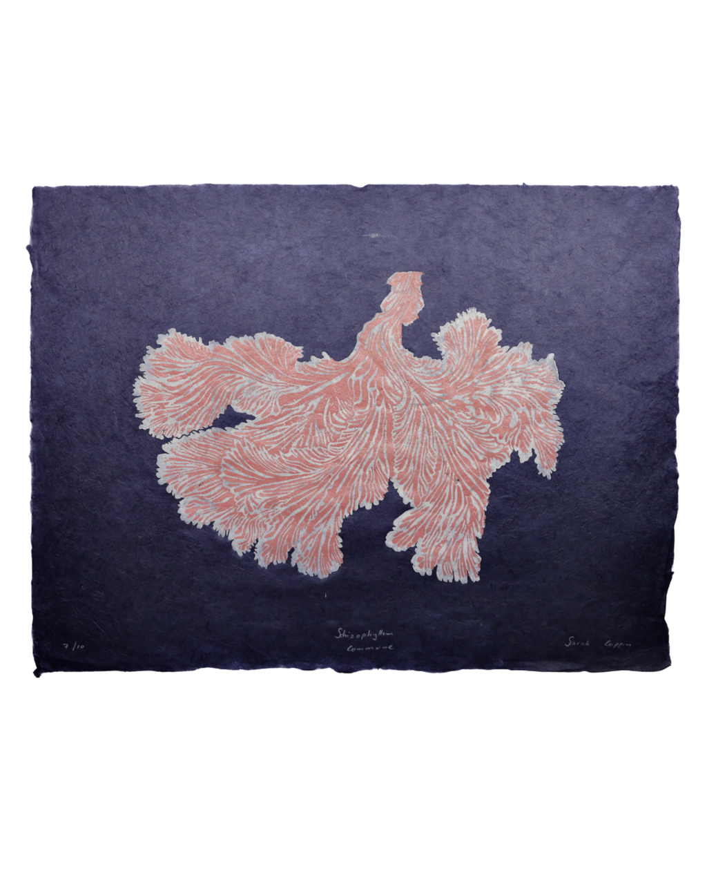 Schizophyllum Commune