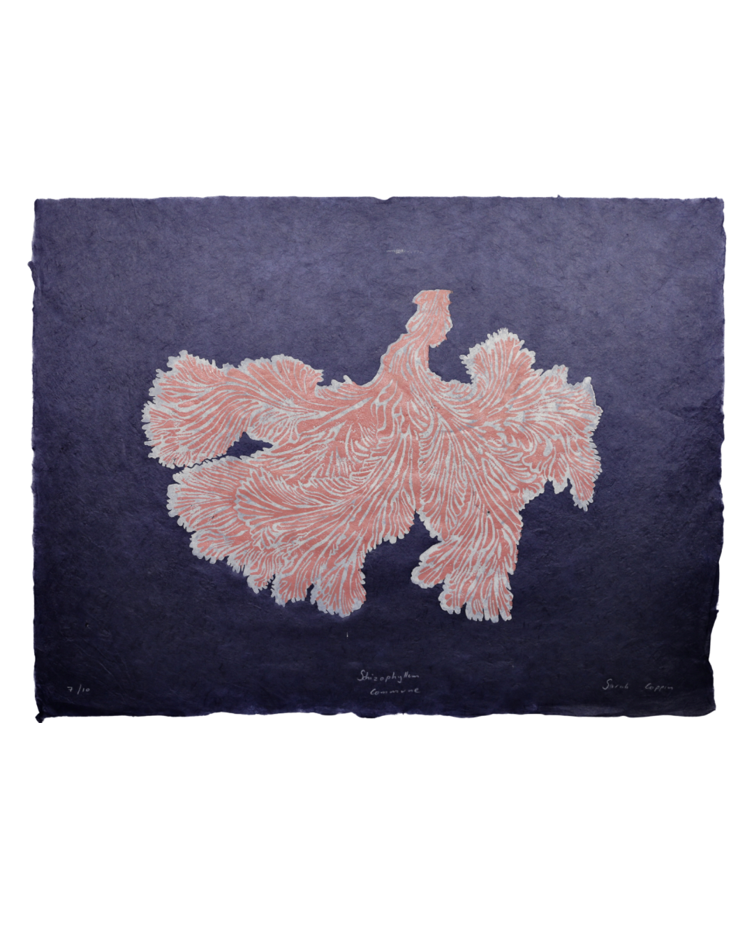 Schizophyllum Commune